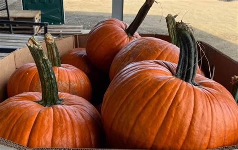where are the cheapest pumpkins